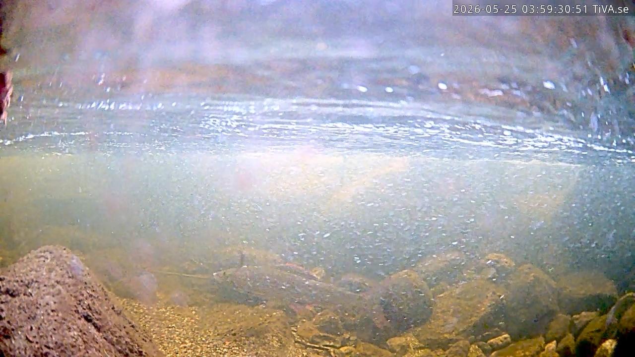 Video 2026-05-25 03:59