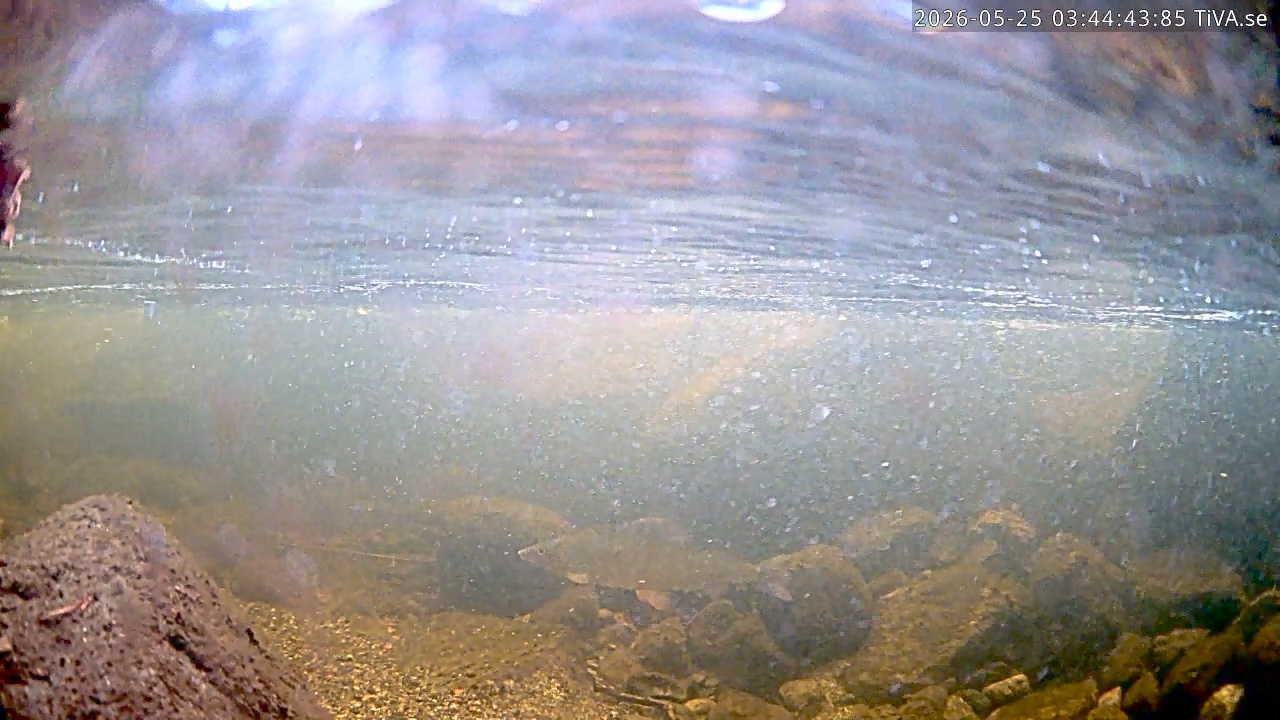 Video 2026-05-25 03:44