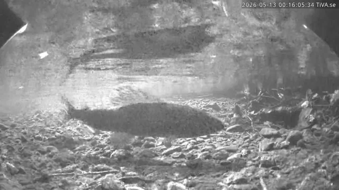 Video 2026-05-13 00:16
