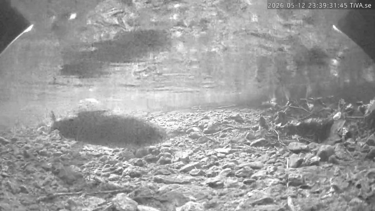 Video 2026-05-12 23:39