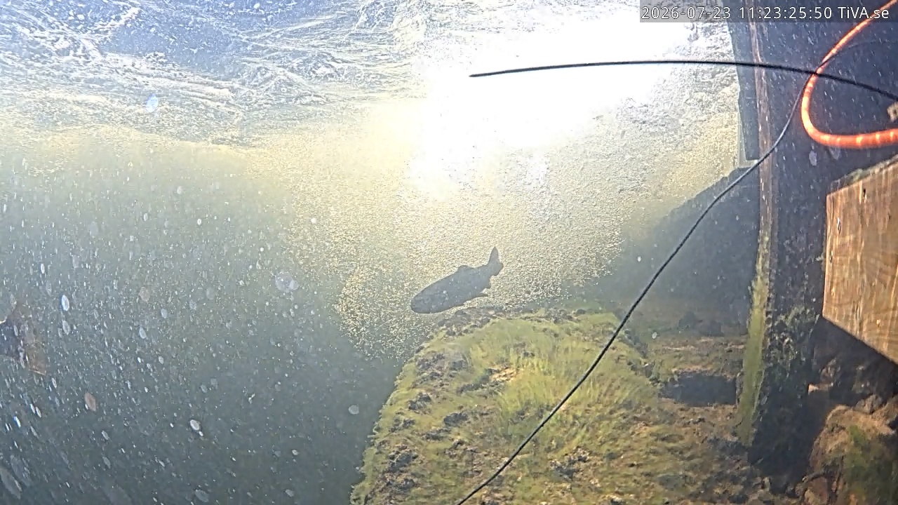 Video 2026-07-23 11:23