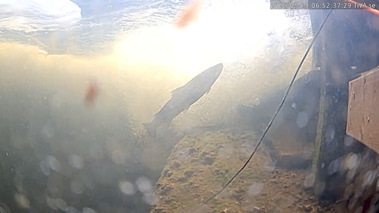 Video 2026-08-19 06:52