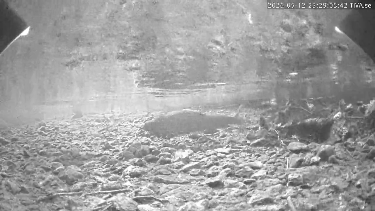 Video 2026-05-12 23:29