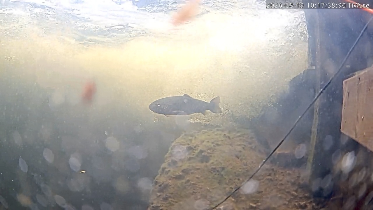 Video 2026-08-19 10:17