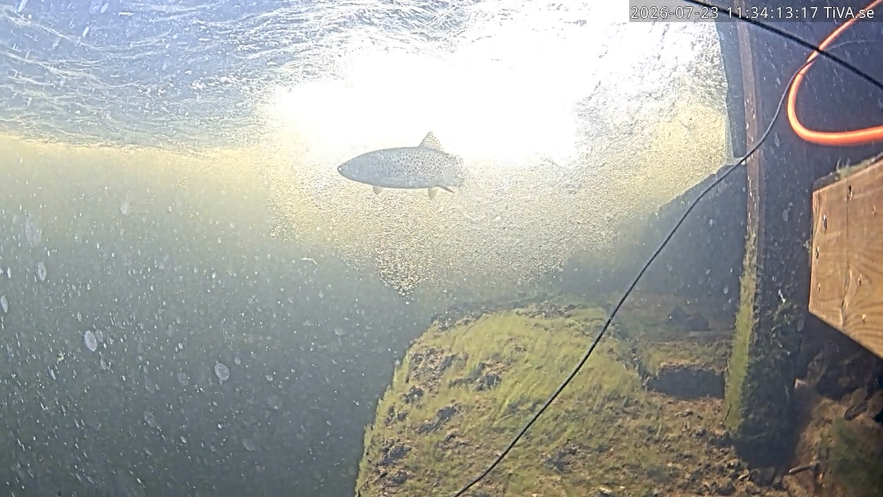 Video 2026-07-23 11:34