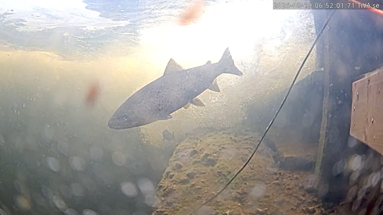 Video 2026-08-19 06:52