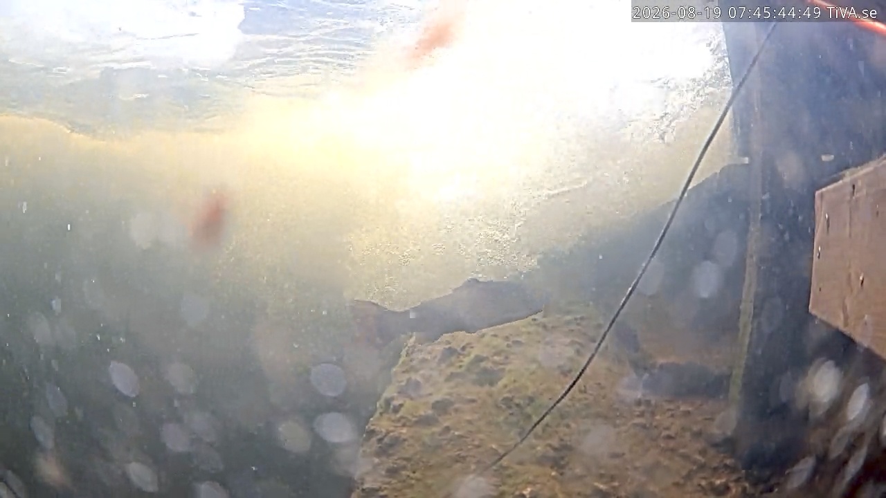 Video 2026-08-19 07:45
