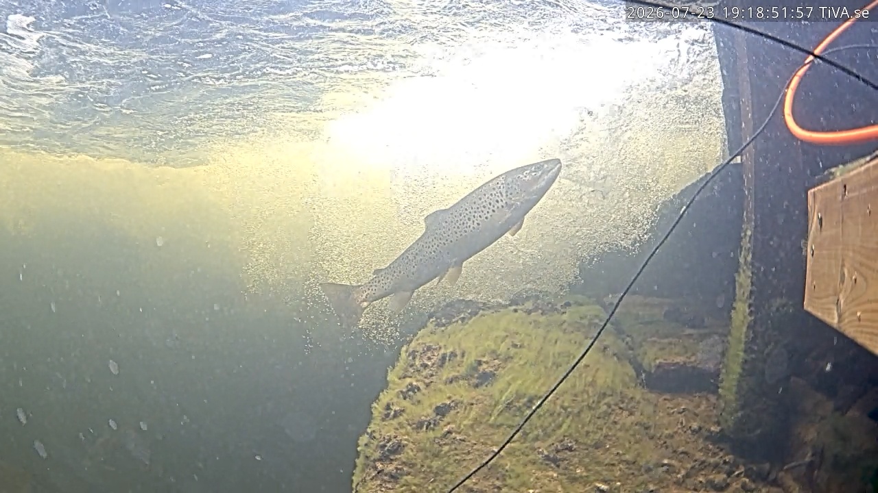 Video 2026-07-23 19:18