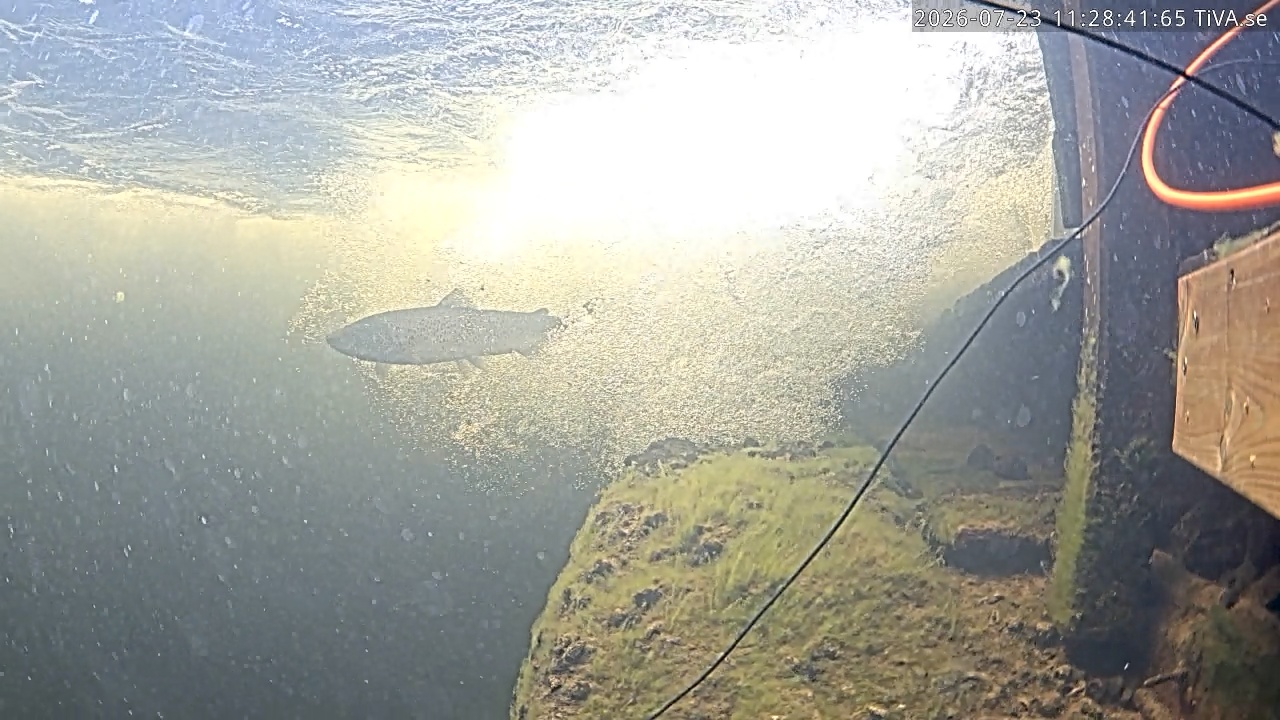 Video 2026-07-23 11:28