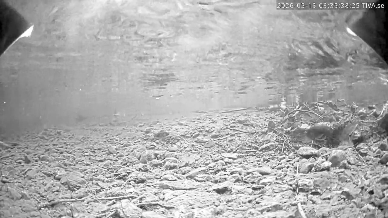 Video 2026-05-13 03:35