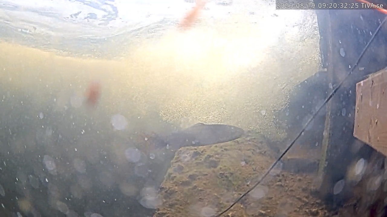 Video 2026-08-19 09:20