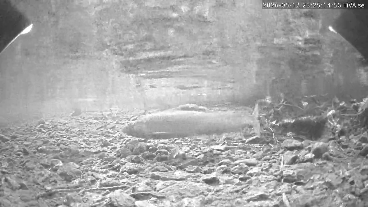 Video 2026-05-12 23:25