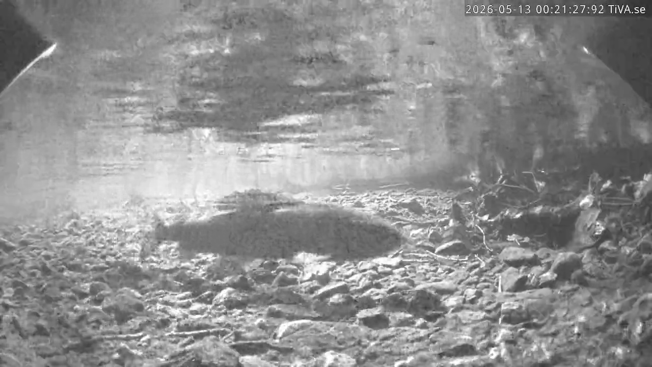 Video 2026-05-13 00:21