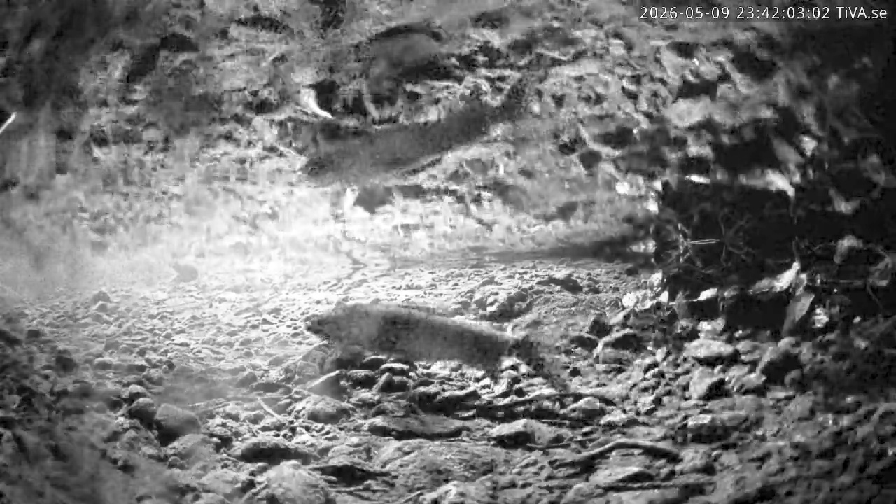 Video 2026-05-09 23:42