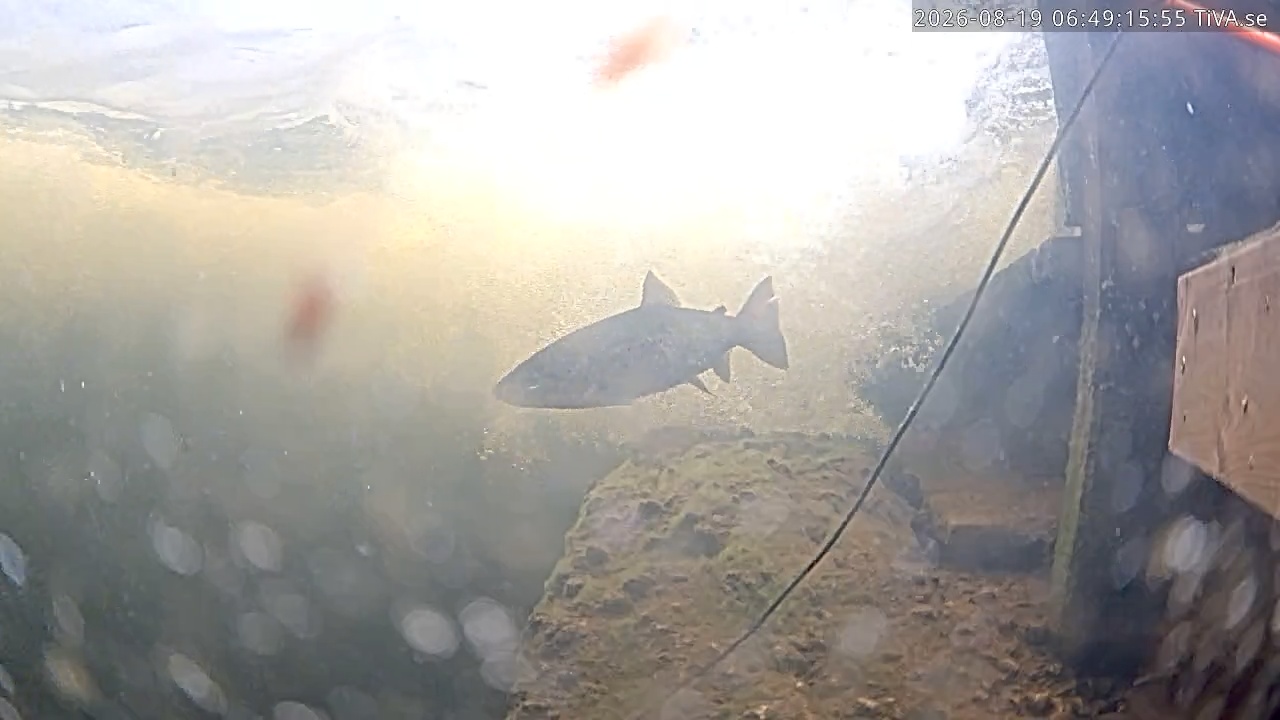 Video 2026-08-19 06:49