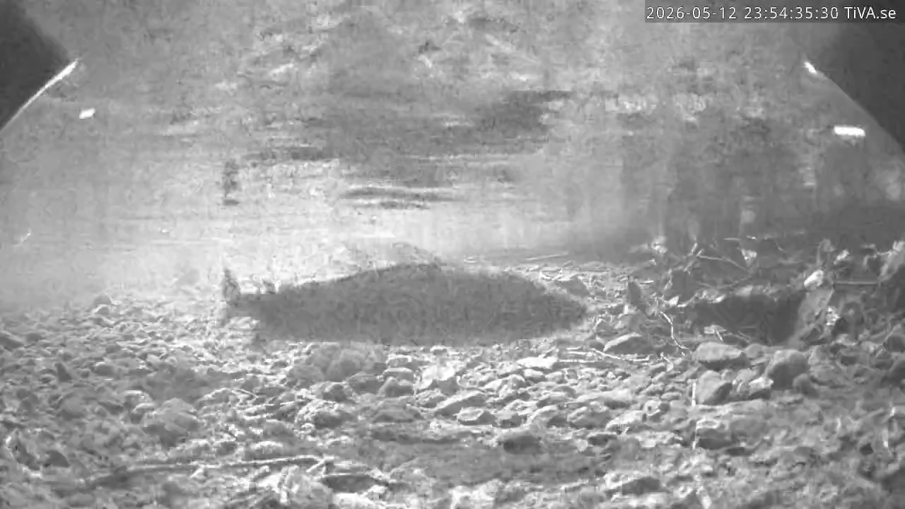 Video 2026-05-12 23:54