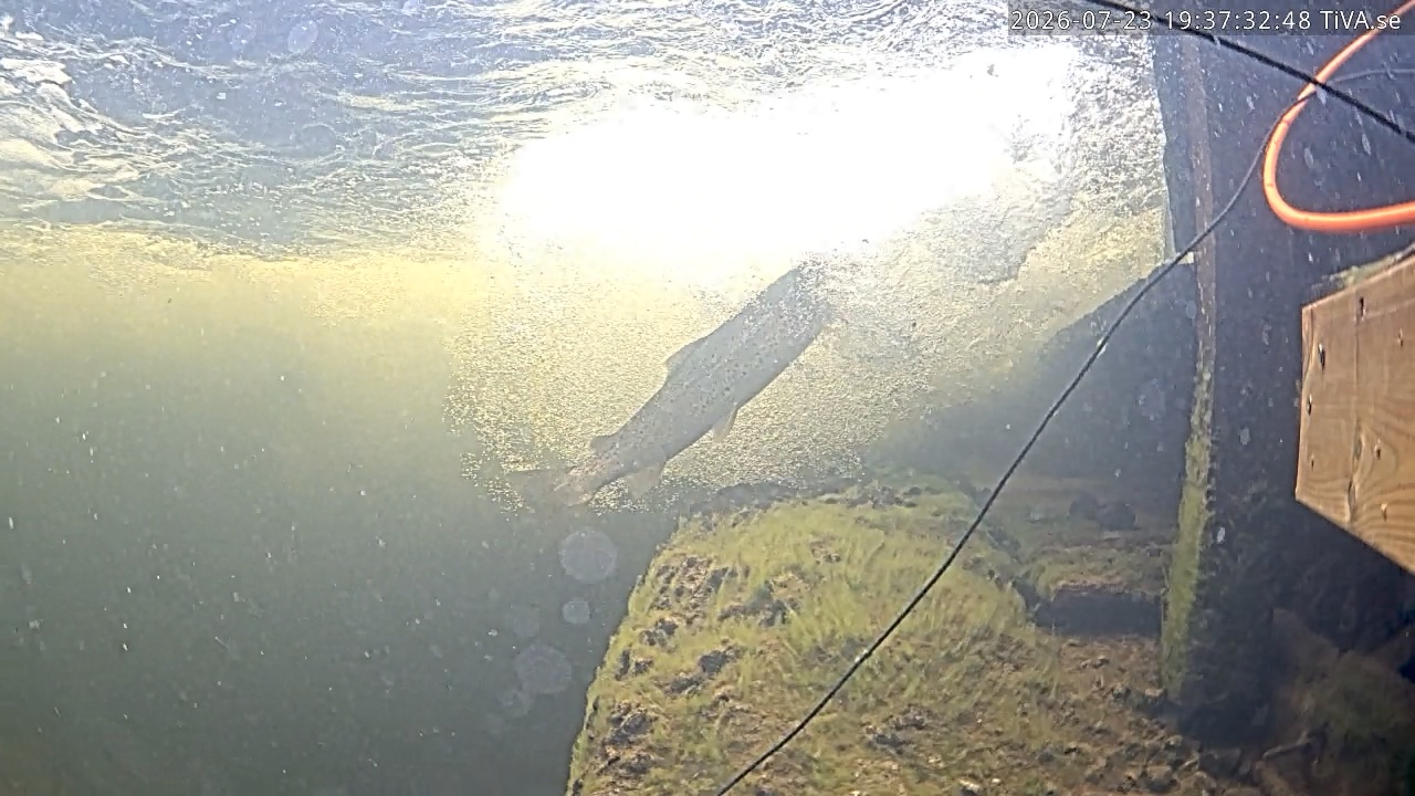 Video 2026-07-23 19:37