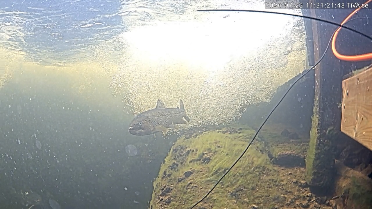 Video 2026-07-23 11:31