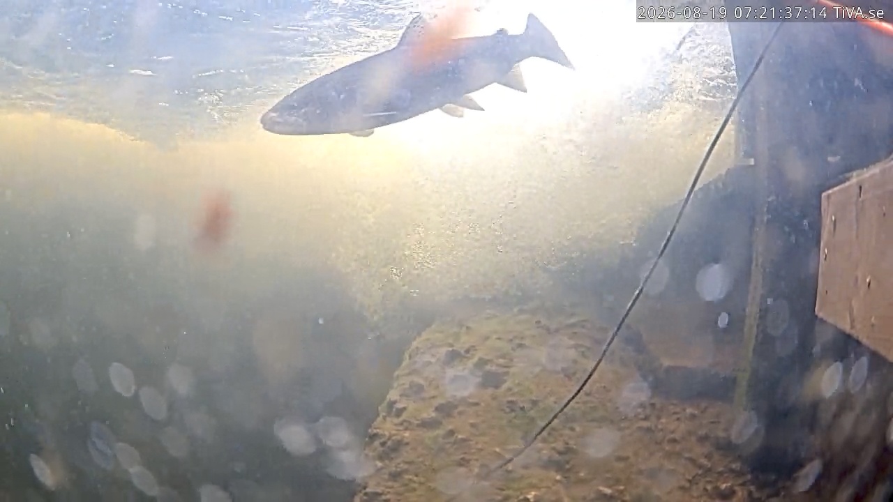 Video 2026-08-19 07:21