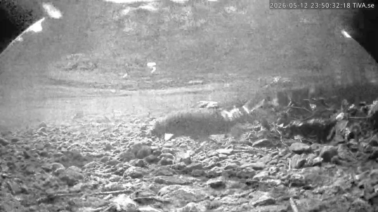 Video 2026-05-12 23:50