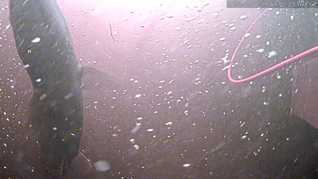 Video 2026-08-07 19:59