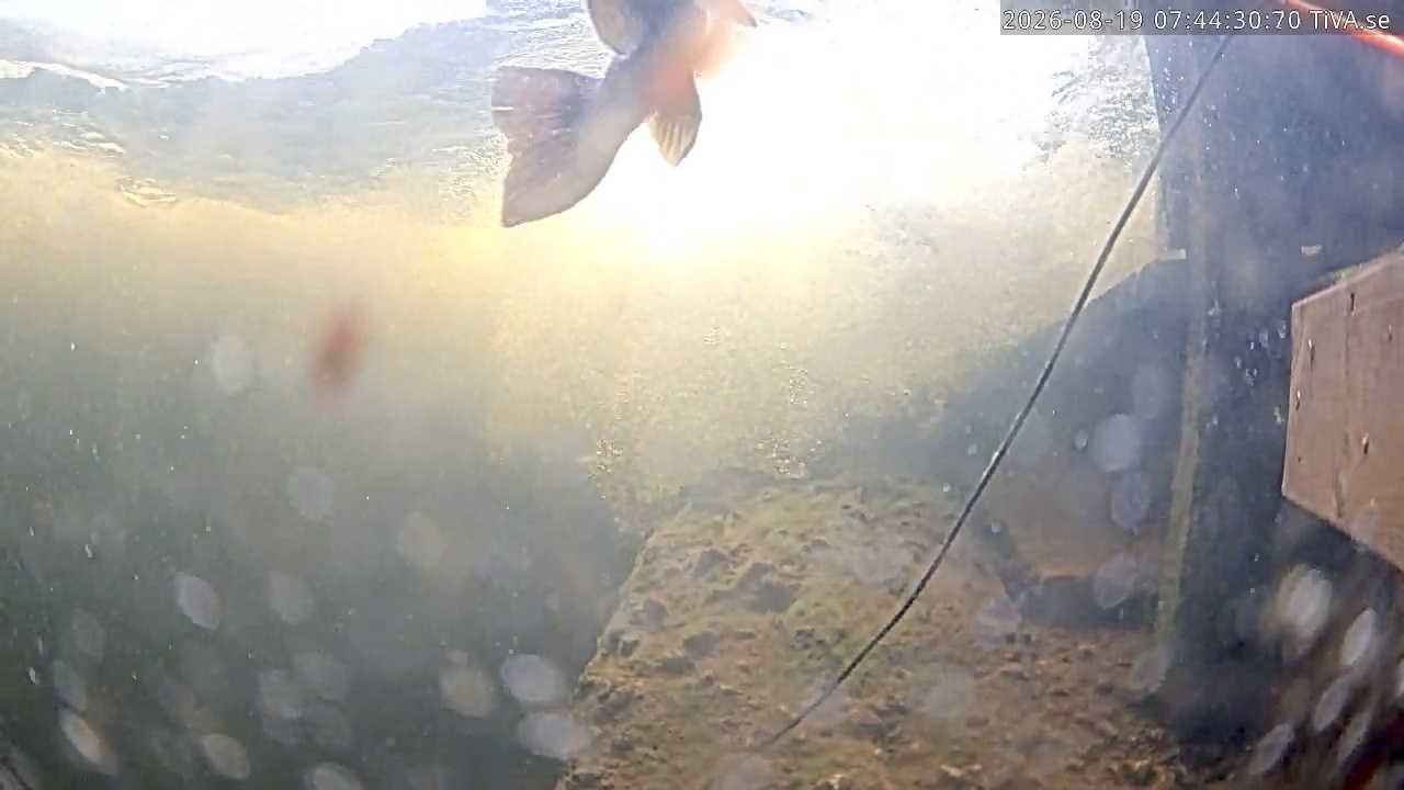 Video 2026-08-19 07:44