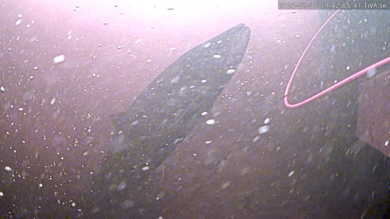 Video 2026-08-07 19:43