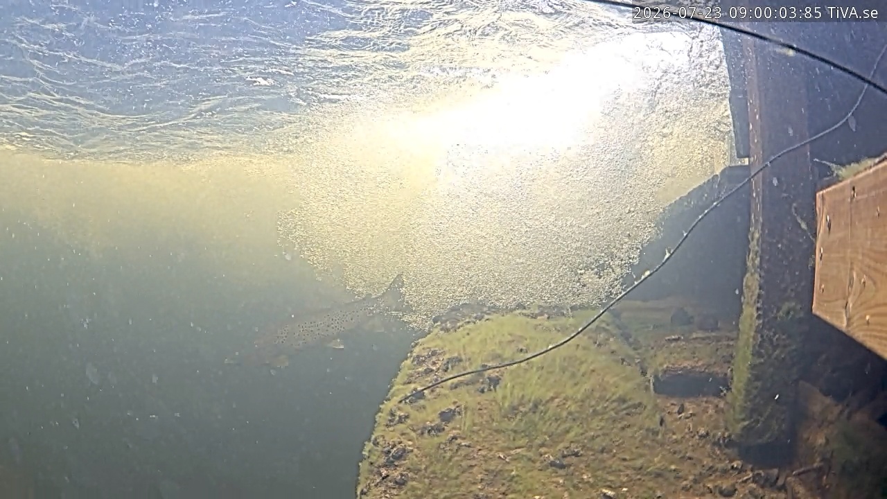 Video 2026-07-23 09:00