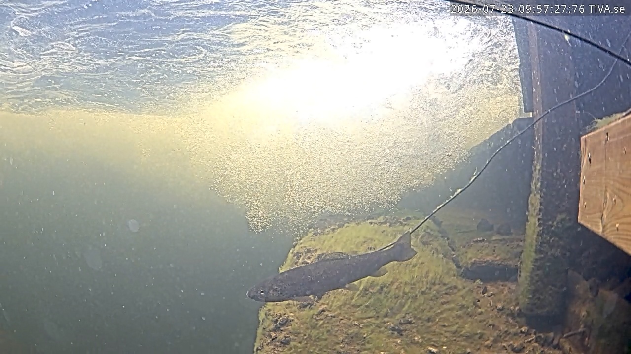 Video 2026-07-23 09:57