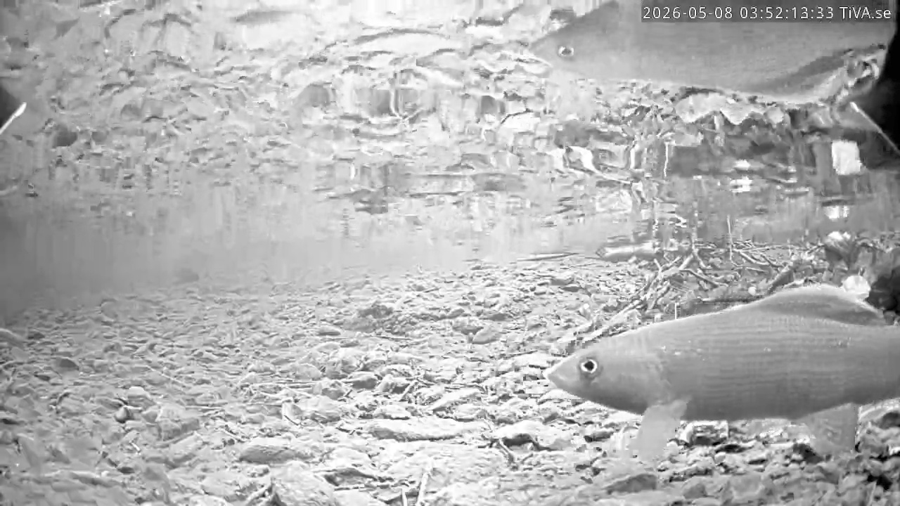 Video 2026-05-08 03:52