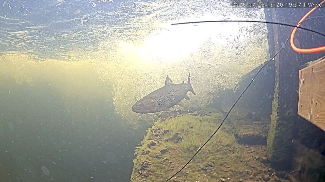 Video 2026-07-23 19:20