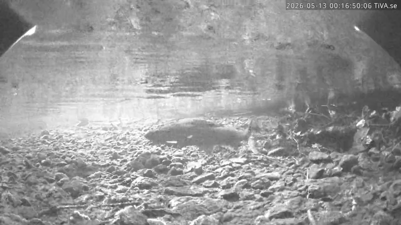 Video 2026-05-13 00:16