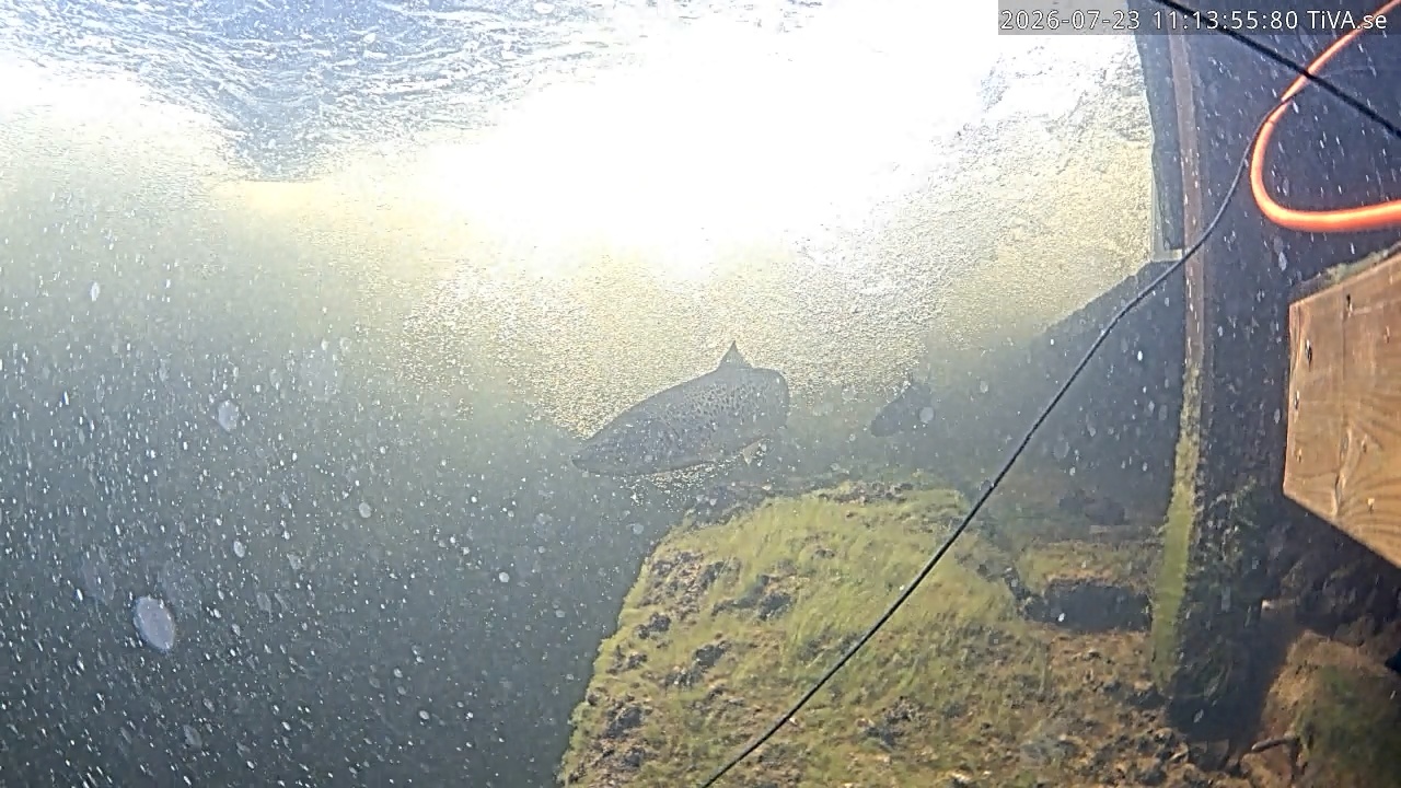 Video 2026-07-23 11:13