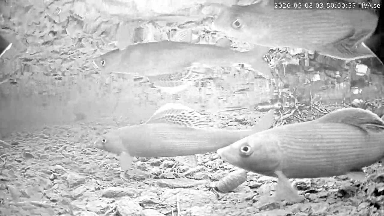 Video 2026-05-08 03:50