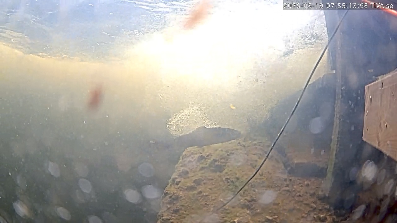 Video 2026-08-19 07:55