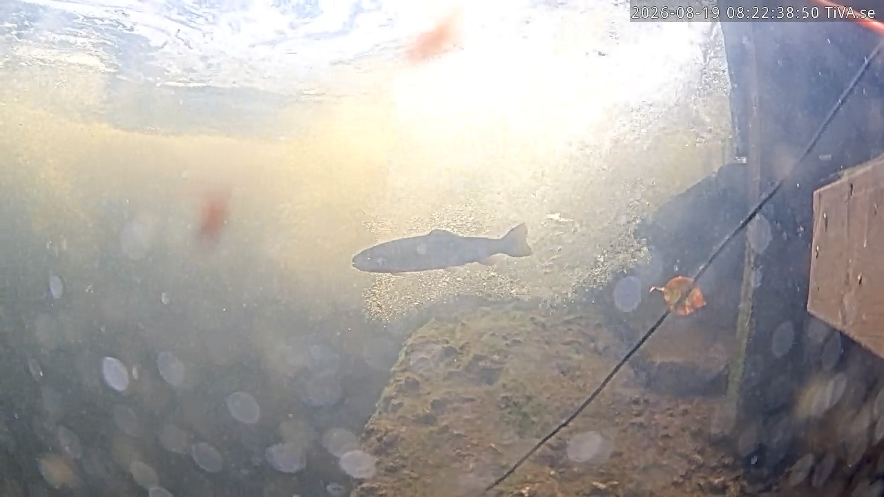 Video 2026-08-19 08:22