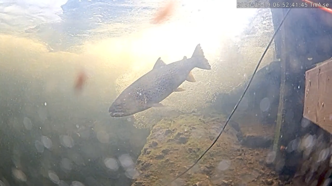 Video 2026-08-19 06:52