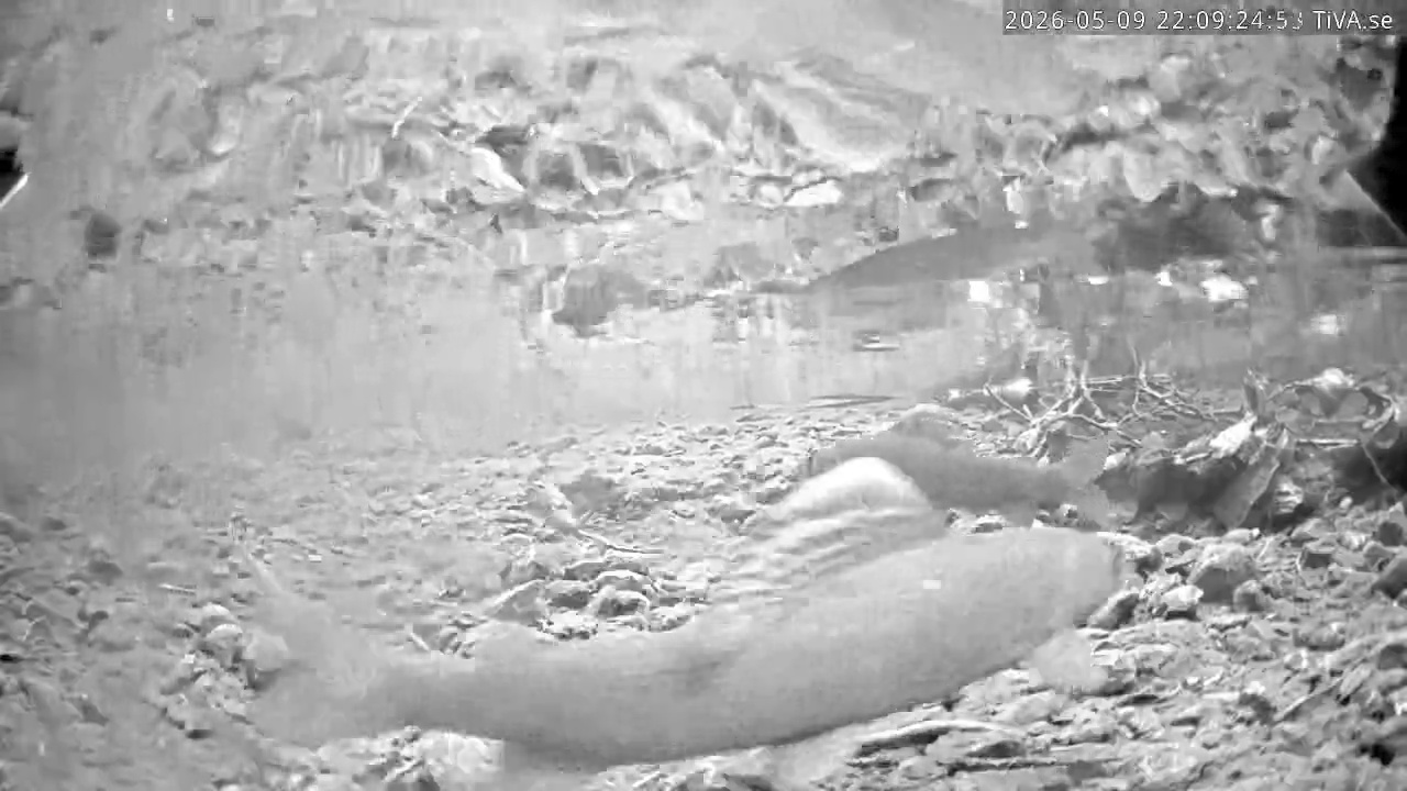 Video 2026-05-09 22:09