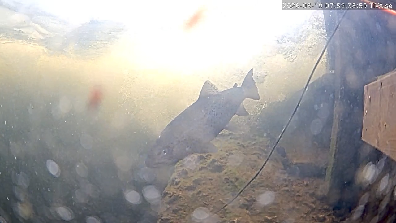 Video 2026-08-19 07:59