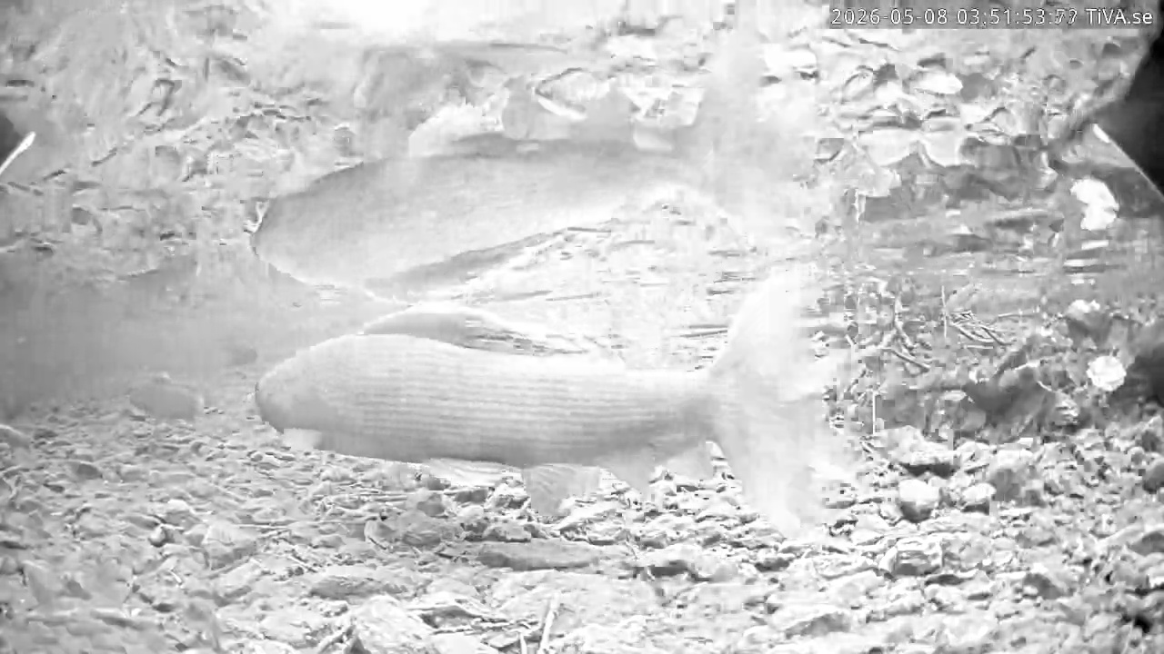 Video 2026-05-08 03:51