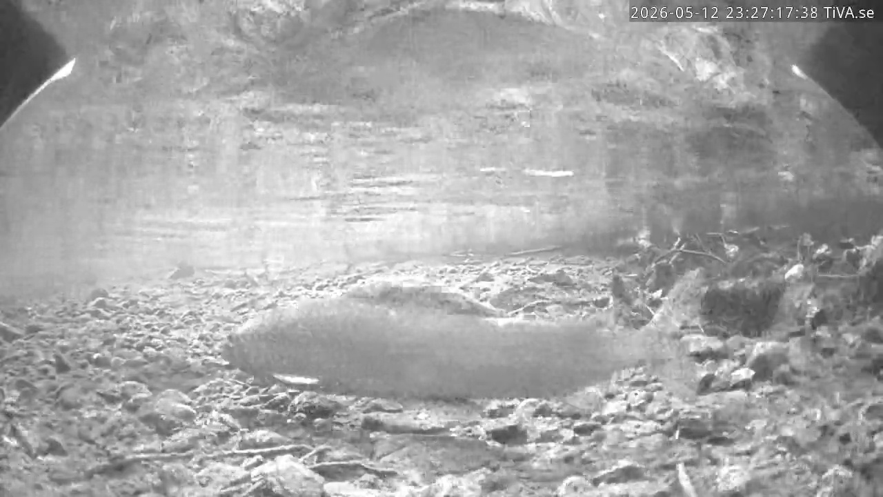 Video 2026-05-12 23:27