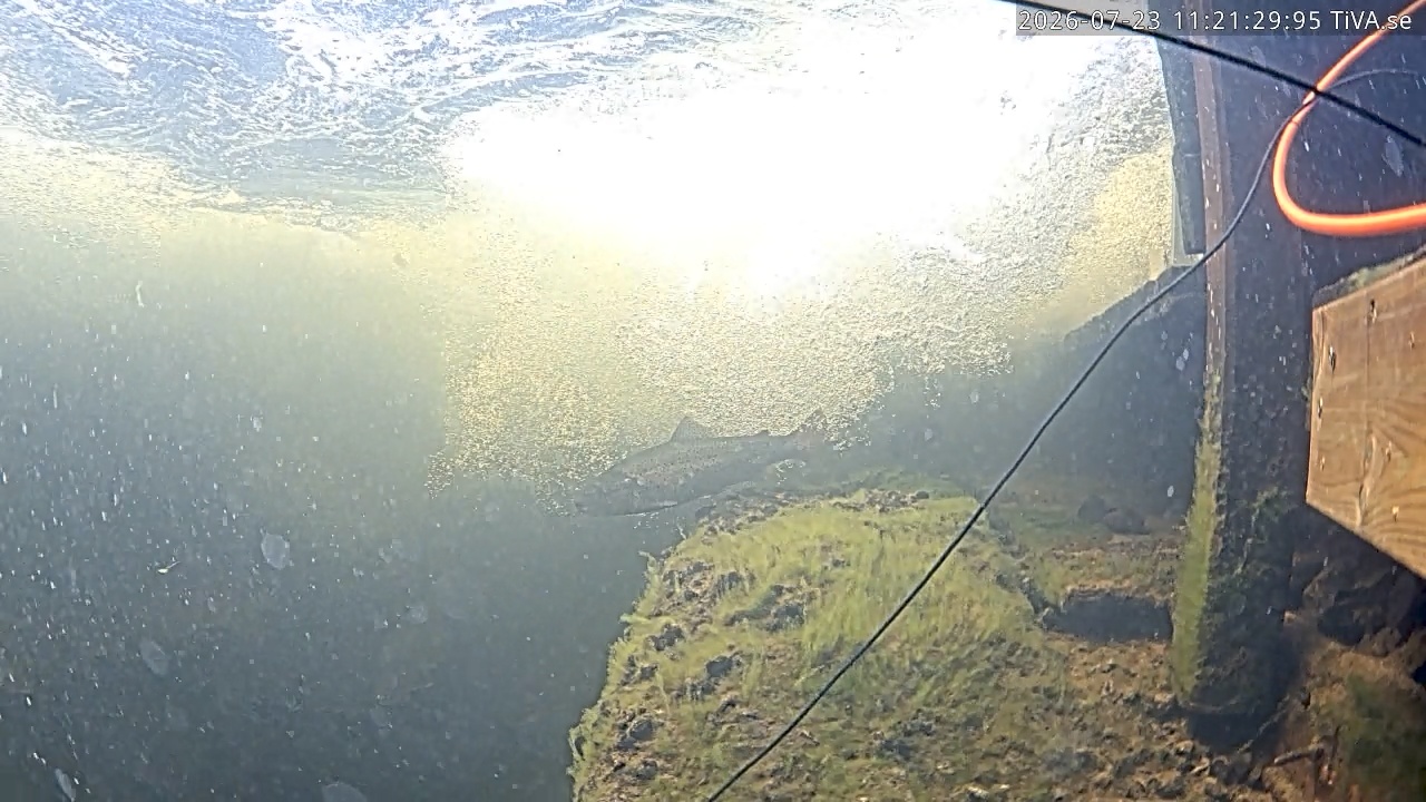 Video 2026-07-23 11:21