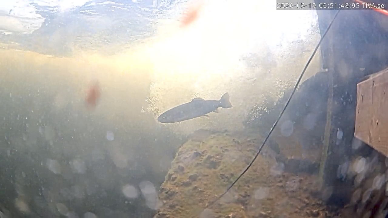 Video 2026-08-19 06:51