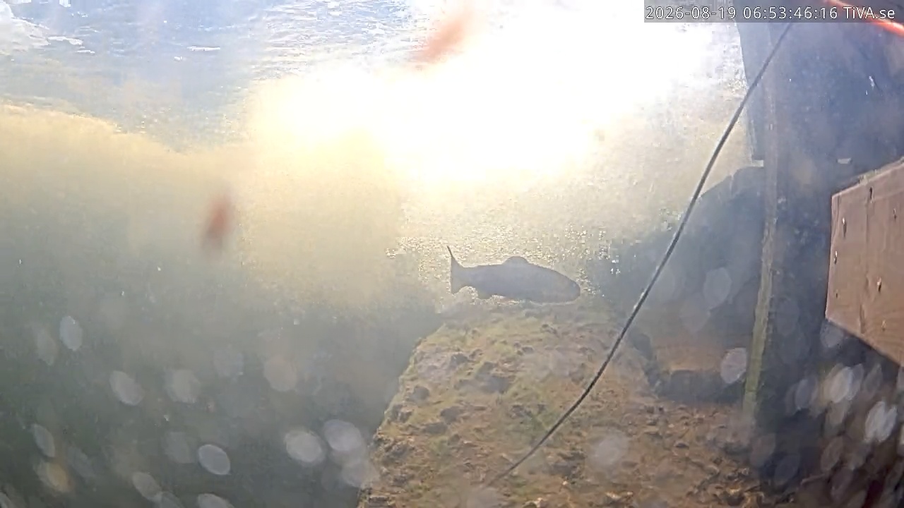 Video 2026-08-19 06:53