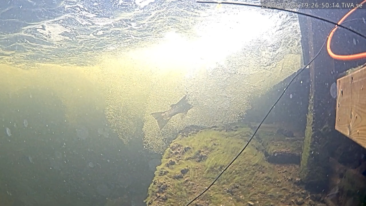 Video 2026-07-23 19:26