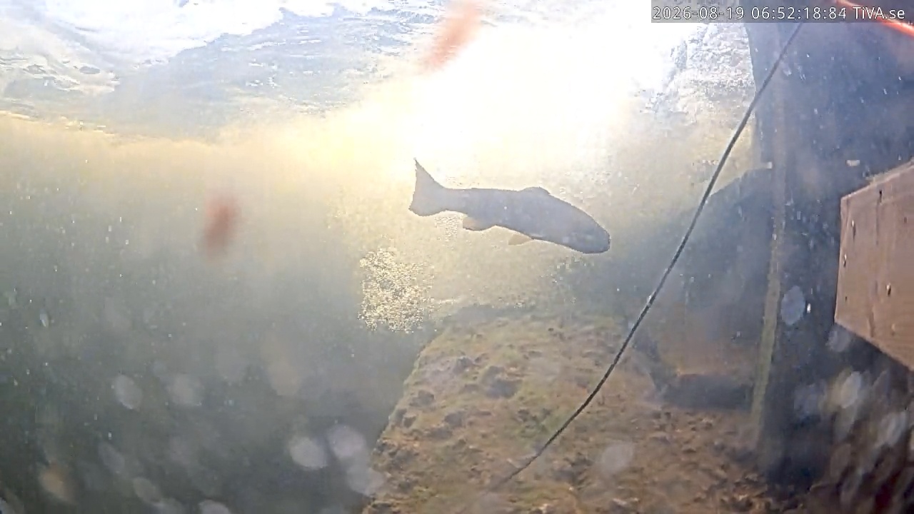 Video 2026-08-19 06:52