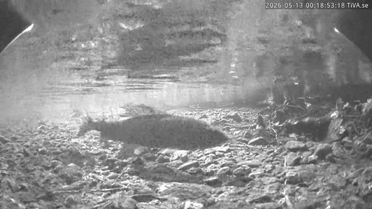 Video 2026-05-13 00:18