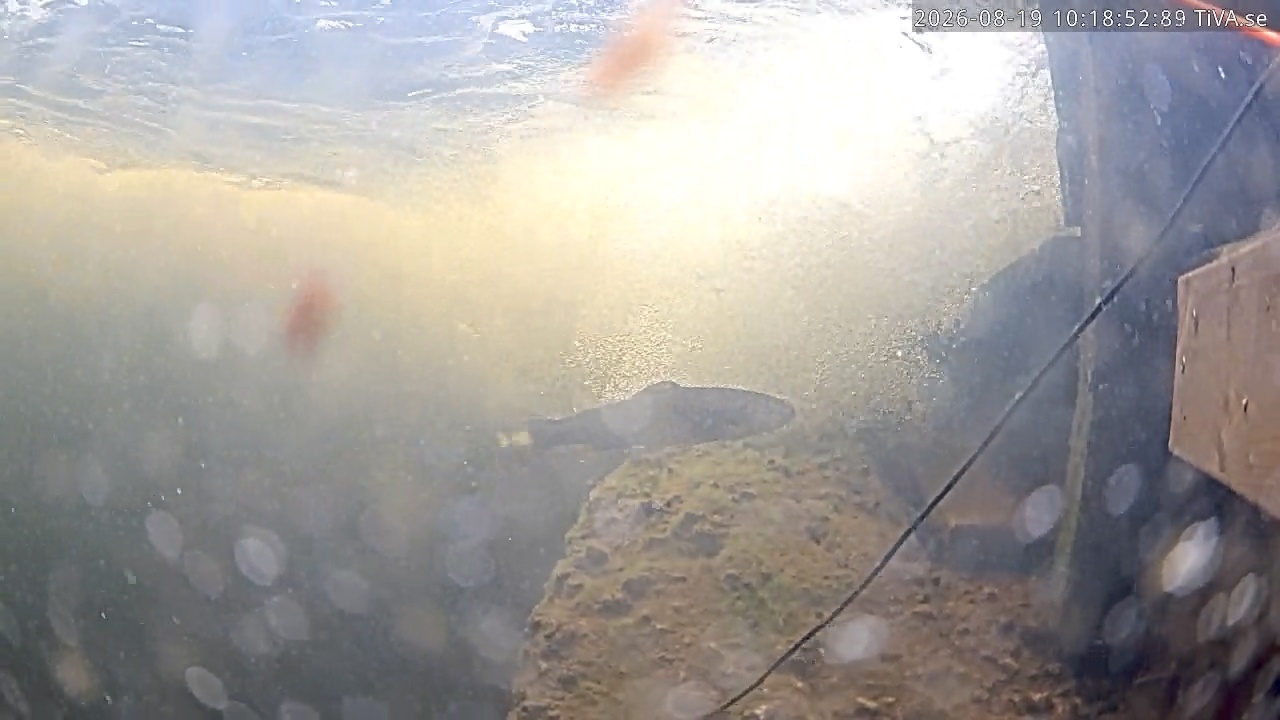Video 2026-08-19 10:18