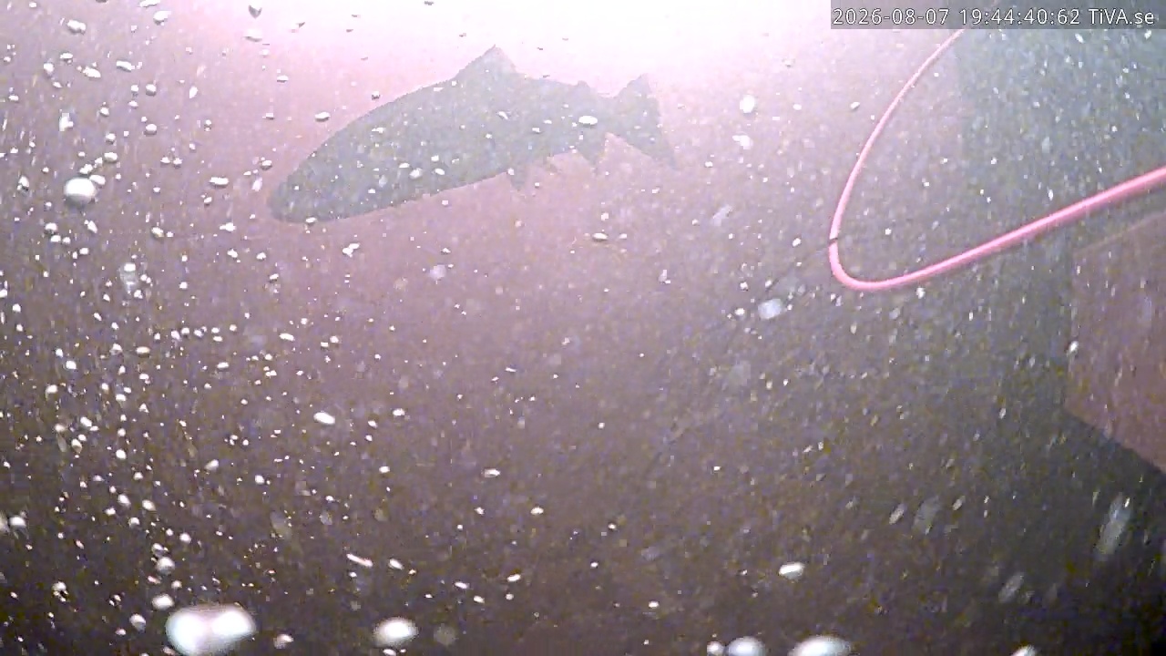 Video 2026-08-07 19:44
