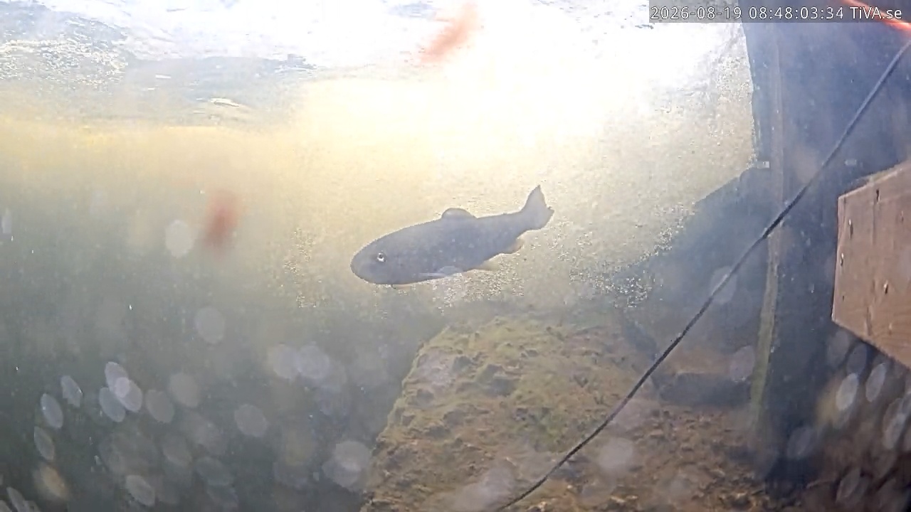 Video 2026-08-19 08:48